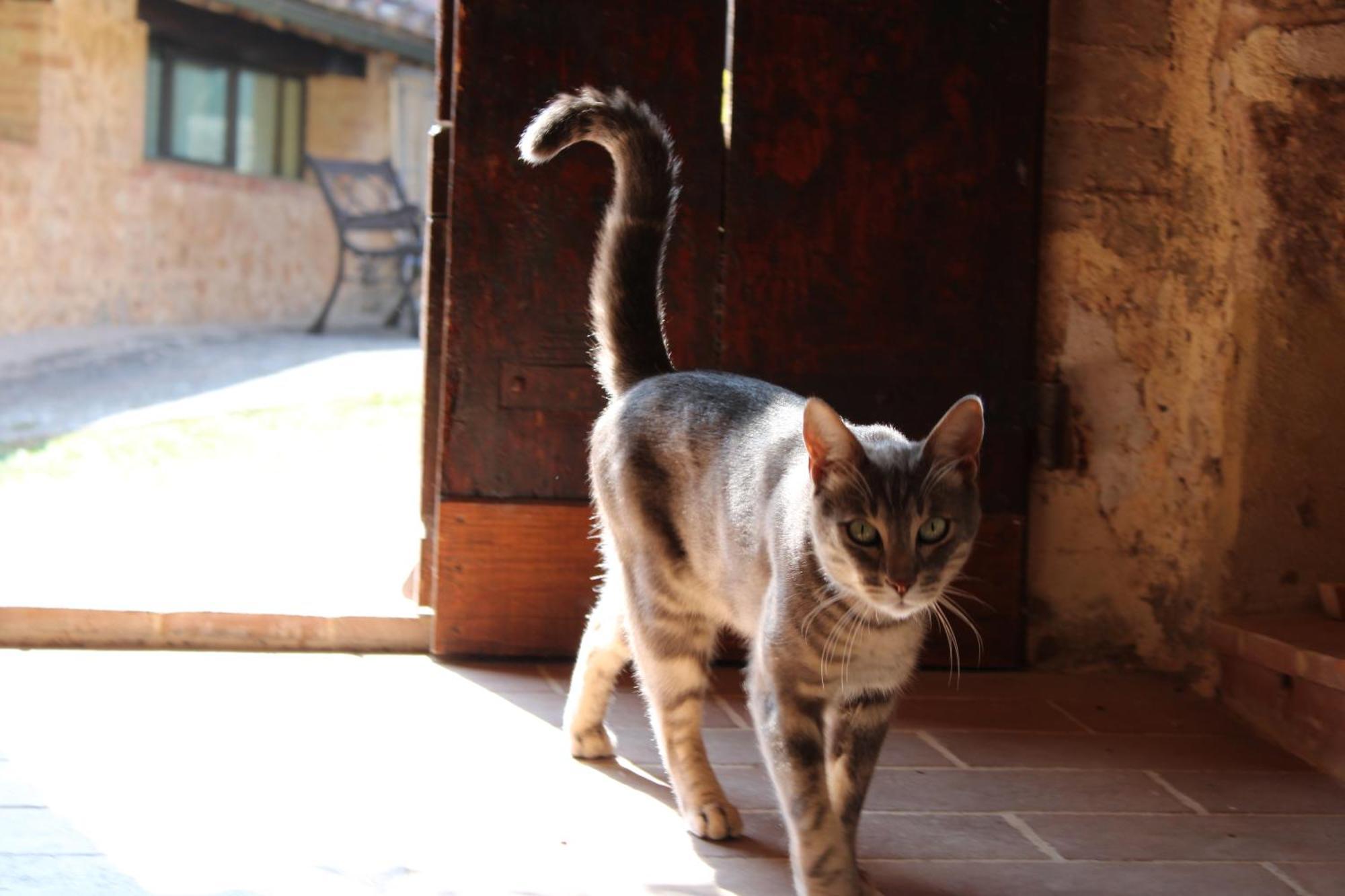 Agriturismo Il Caggio Sovicille Dış mekan fotoğraf