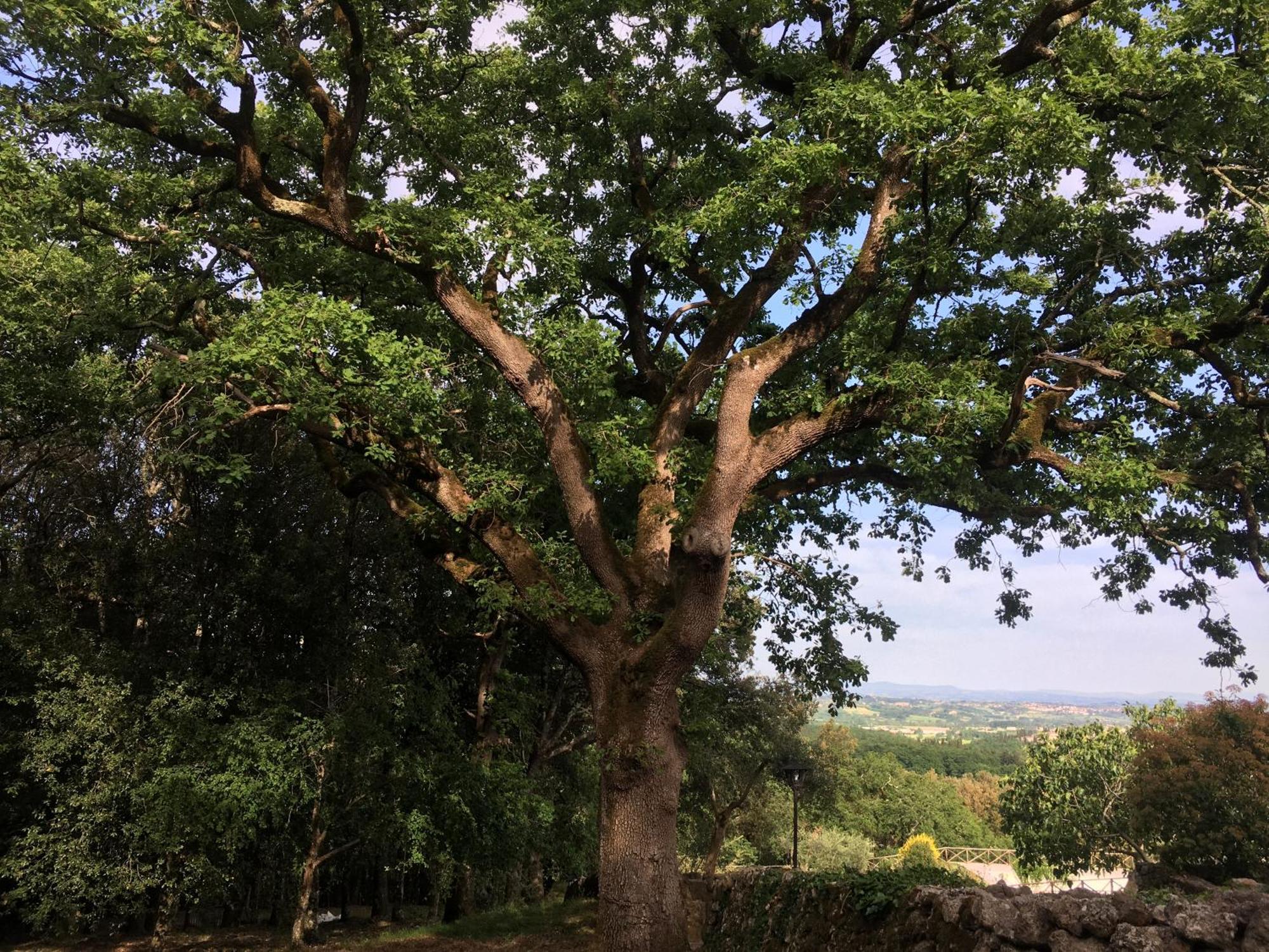 Agriturismo Il Caggio Sovicille Dış mekan fotoğraf