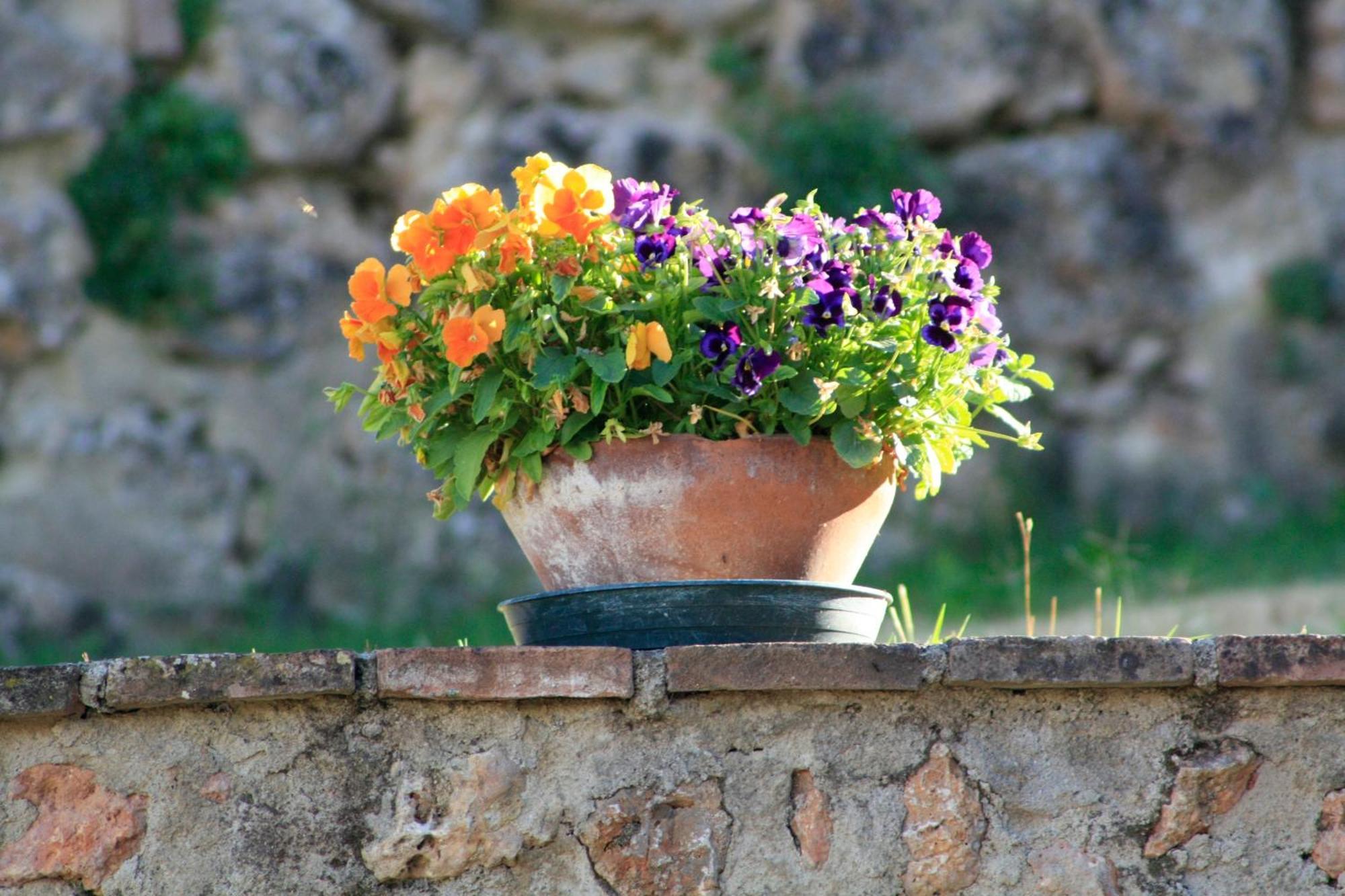 Agriturismo Il Caggio Sovicille Dış mekan fotoğraf